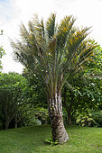 Jelly Palm (Butia capitata), Botanical Conservatory Garden of Brest, Finistère, Brittany, France