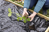Planting of 'Gariguette' strawberry plants on a mulch sheet, also preventing cats from scratching the soil, Pas de Calais, France