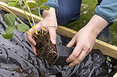 Planting of 'Gariguette' strawberry plants on a mulch sheet, also preventing cats from scratching the soil, Pas de Calais, France