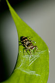 Araignée sauteuse (Cosmophasis umbratica) sur une feuille, Klungkung, Bali, Indonésie