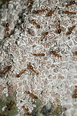 Fourmis tisserandes (Oecophylla sp) gardant des cochenilles blanches (famille des Pseudococcidae) sur une cabosse de cacao (Theobroma cacao), relation symbiotique entre les fourmis et les cochenilles, où les fourmis assurent la protection contre les ennemis et nettoient la colonie, et en retour les fourmis reçoivent le miellat des cochenilles qui se nourrissent du cacao, Klungkung, Bali, Indonésie.