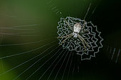 Spider (Argiope sp), with lace-like patterned web (stabilimentum), Klungkung, Bali, Indonesia