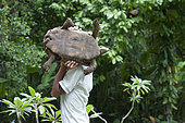 Man (model released) carrying Tortoise (Testudinidae Family), showing underside, Klungkung, Bali, Indonesia