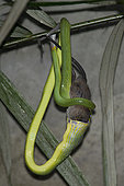 Red-tailed Racer Snake (Gonyosoma oxycephalum) eating rat (Rattus sp), Klungkung, Bali, Indonesia