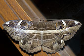 Indian Owlet Moth (Spirama retorta), Klungkung, Bali, Indonesia