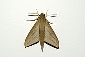 Hawkmoth (Theretra lucasii), Klungkung, Bali, Indonesia