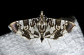 Crambid Moth (Chabula acamasalis), Saba, Bali, Indonesia