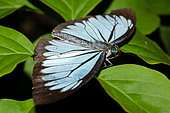 Common Wanderer Butterfly (Pareronia valeria), Sukawati, Bali, Indonesia