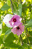 Black-Eyed Susan Vine, Thunbergia alata ‘Arizona Rose Sensation’, flowers