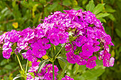 Sweet William 'Amazon Neon Purple', Dianthus barbatus interspecific 'Amazon Neon Purple', flowers