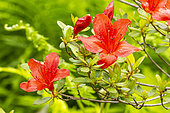 Rhododendron 'Vuyk's Rosy Red', Azalea japonica 'Vuyk's Rosy Red', flowers