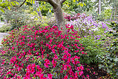 Vuyk's Scarlet Japanese Azalea, Azalea japonica 'Vuyk's Scarlet', in bloom