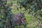 Lynx ibérique ou Lynx d'Espagne ou Lynx parddelle (Lynx pardinus), mâle adulte sur une proie qu'il a tuée (une bichette de cerf rouge (Cervus elaphus), Parc Naturel de la Sierra de Andújar, Sierra d'Andújar, Sierra Morena, Andalousie, Espagne