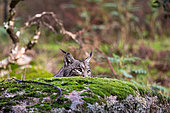 Lynx ibérique ou Lynx d'Espagne ou Lynx parddelle (Lynx pardinus), mâle de 3 ans et demi, caché derrière un rocher, Parc Naturel de la Sierra de Andújar, Sierra d'Andújar, Sierra Morena, Andalousie, Espagne