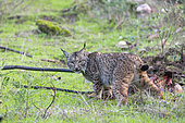 Iberian Lynx (Lynx pardinus), male on a prey he killed (a red deer doe (Cervus elaphus), the prey already eaten previously was covered by earth and grass to escape the sight of vultures, Natural Park of Sierra de Andújar, Sierra de Andújar, Sierra Morena, Andalusia, Spain