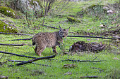 Lynx ibérique ou Lynx d'Espagne ou Lynx pardelle (Lynx pardinus), mâle sur une proie qu'il a tuée (une bichette de cerf rouge (Cervus elaphus), la proie déjà mangée précédemment a été recouverte par de la terre et de l'herbe pour échapper à la vue des vautours, Parc Naturel de la Sierra de Andújar, Sierra d'Andújar, Sierra Morena, Andalousie, Espagne