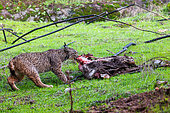 Lynx ibérique ou Lynx d'Espagne ou Lynx pardelle (Lynx pardinus), mâle sur une proie qu'il a tuée (une bichette de cerf rouge (Cervus elaphus), la proie déjà mangée précédemment a été recouverte par de la terre et de l'herbe pour échapper à la vue des vautours, Parc Naturel de la Sierra de Andújar, Sierra d'Andújar, Sierra Morena, Andalousie, Espagne