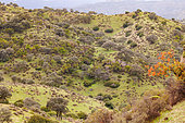 Dehesa holm oak forest, Sierra de Andújar Natural Park, Sierra de Andújar, Sierra Morena, Andalusia, Spain