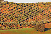 Culture d'oliviers, Varieté Picual, La Carolina, Andalousie, Espagne