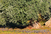 Olive growing, (Picual variety), La Carolina, Andalusia, Spain
