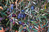 Culture d'oliviers, Varieté Picual, La Carolina, Andalousie, Espagne