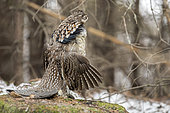 Ruffed Grouse (Bonasa umbellus) male frumming on a moss-covered rock and observing. Territorial posture, La Mauricie National Park, Province of Quebec, Canada