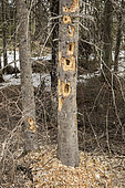 Tree excavated by a pileated woodpecker (Dryocopus pileatus) in search of carpenter ants and insect larvae, Province of Quebec, Canada.