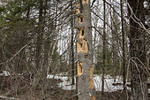 Tree excavated by a pileated woodpecker (Dryocopus pileatus) in search of carpenter ants and insect larvae, Province of Quebec, Canada.