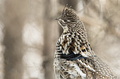 Ruffed Grouse (Bonasa umbellus) male observing. Territorial posture, La Mauricie National Park, Province of Quebec, Canada