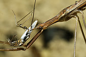 Predation of a water bug by a Water Stick Insect (Ranatra linearis) in a pond, Couffy, Loir et Cher, France