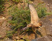 Flying Eurasian eagle-owl (Bubo bubo) in a quarry, Sauerland, Germany, Europe