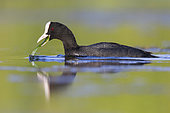 Eurasian Coot (Fulica atra), side view of an adult feeding on plants, Campania, Italy