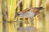 Little Crake (Porzana parva), side view of an adult male walking in a marsh, Campania, Italy