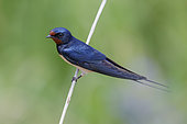 Barn Swallow (Hirundo rustica), side view of an adult male perched on a reed, Campania, Italy