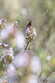 Longhorn moth (Adela australis) male on flowering Thyme (Thymus vulgaris), Bouches-du-Rhne, France