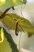 Crane fly (Tipula bezzii) male resting under a leaf of Elaeagnus (Elaeagnus x ebbingei), Bouches-du-Rhone, France