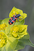 Checkered bee beetle (Trichodes apiarius) on Serrated spurge (Euphorbia serrata), Bouches-du-Rhone, France