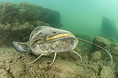 Wels catfish (Silurus glanis) in the river Lez, Hérault, Occitanie, France