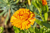 Pot Marigold, Calendula officinalis 'D'Ollioules', flower