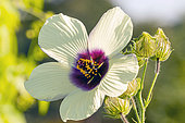 Chanvre de Madras, Hibiscus cannabinus ' Big Love', fleur