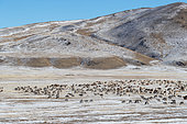 Herd of goats ans sheeps, Steppe area, East Mongolia, Mongolia