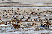 Troupeau de chèvres et de moutons, Steppe, Est de la Mongolie, Mongolie