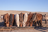 Group of horses drinking in the steppe, East Mongolia, Mongolia