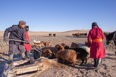 Bergers Mongol en habits traditionnels sortent de l'eau du puits en plein hiver pour donner à boire aux chevaux, Steppe, Est de la Mongolie, Mongolie