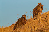 Cinereous vulture or Black vulture or Monk vulture (Aegypius monachus), Steppe area, East Mongolia, Mongolia