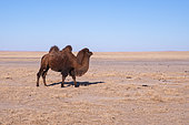 Bactrian camel (Camelus bactrianus), Steppe area, East Mongolia, Mongolia