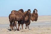Chameau de Bactriane (Camelus bactrianus), Steppe, Est de la Mongolie, Mongolie