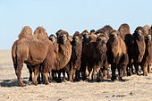 Chameau de Bactriane (Camelus bactrianus), Steppe, Est de la Mongolie, Mongolie