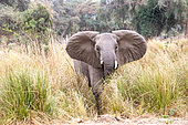 African Savannah Elephant or Savannah Elephant (Loxodonta africana), agressive attitude, Lower Zambezi natioinal Park, Zambia