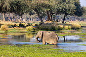 African Savannah Elephant or Savannah Elephant (Loxodonta africana),crossing a river, drinking, Lower Zambezi natioinal Park, Zambia